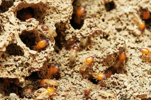 Termite Control in Australia: How to Protect Your Property