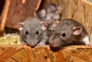 Industrial Rat Control in Australia: Battling the Beasts