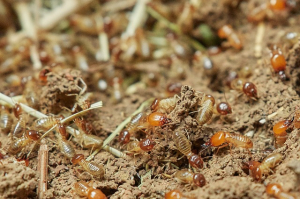 Termite Prevention Tips for Homeowners
