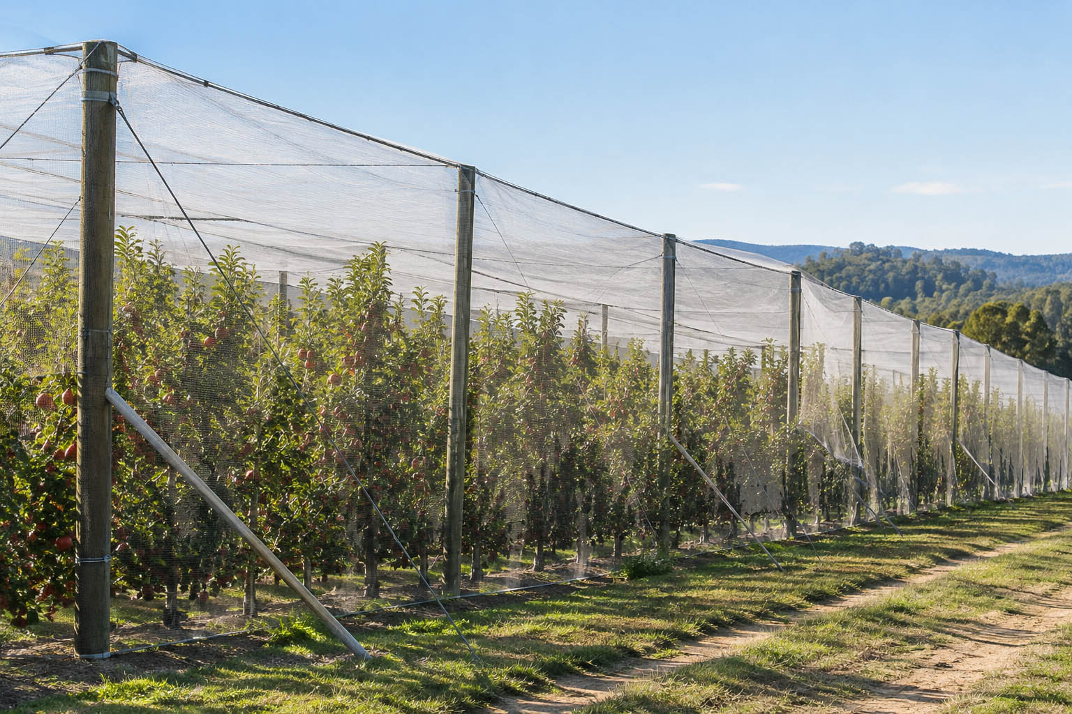 Agriculture and orchard bird netting