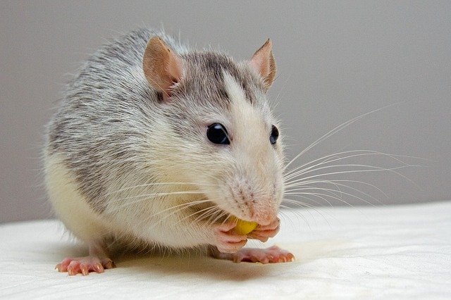 Rat & Mouse Pest Control