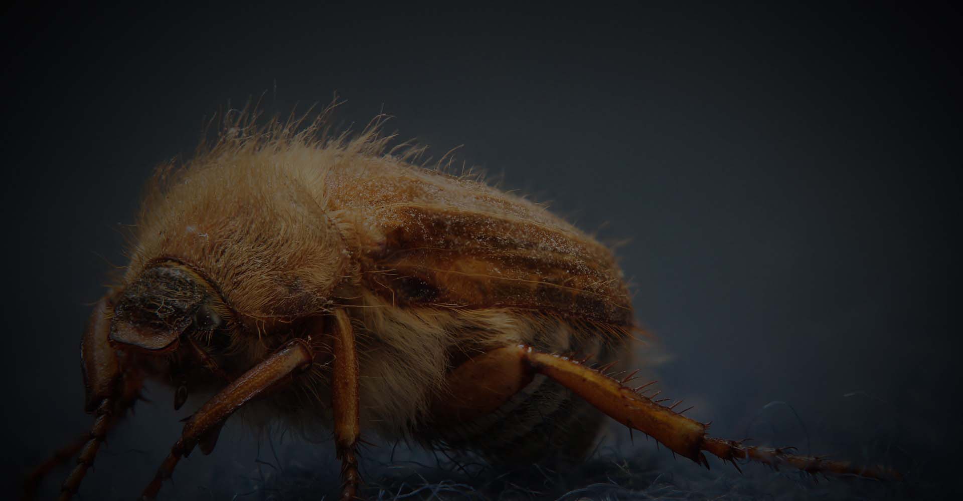 Carpet Beetle Pest Control