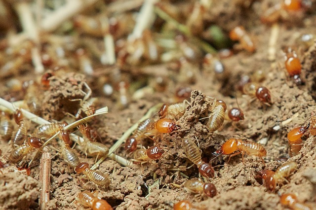 Premium Termite Monitoring Systems By Safe Spray