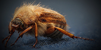 Carpet Beetles Pest Control