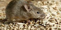 Rats & Mice Pest Control